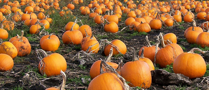 8 Pumpkin Ales for the Season