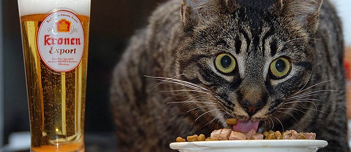 Pictures of Cats Drinking Beer (14 photos)