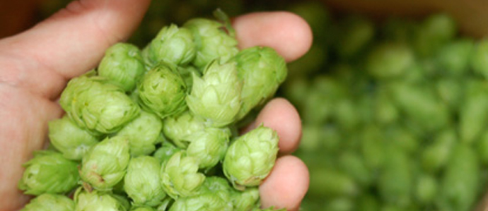 Word of the Week: Hops